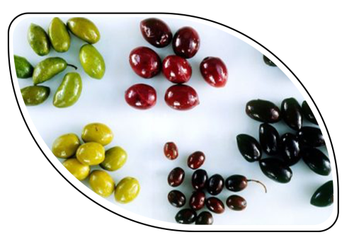 آشنایی با انواع زیتون و کاربرد آن‌ها