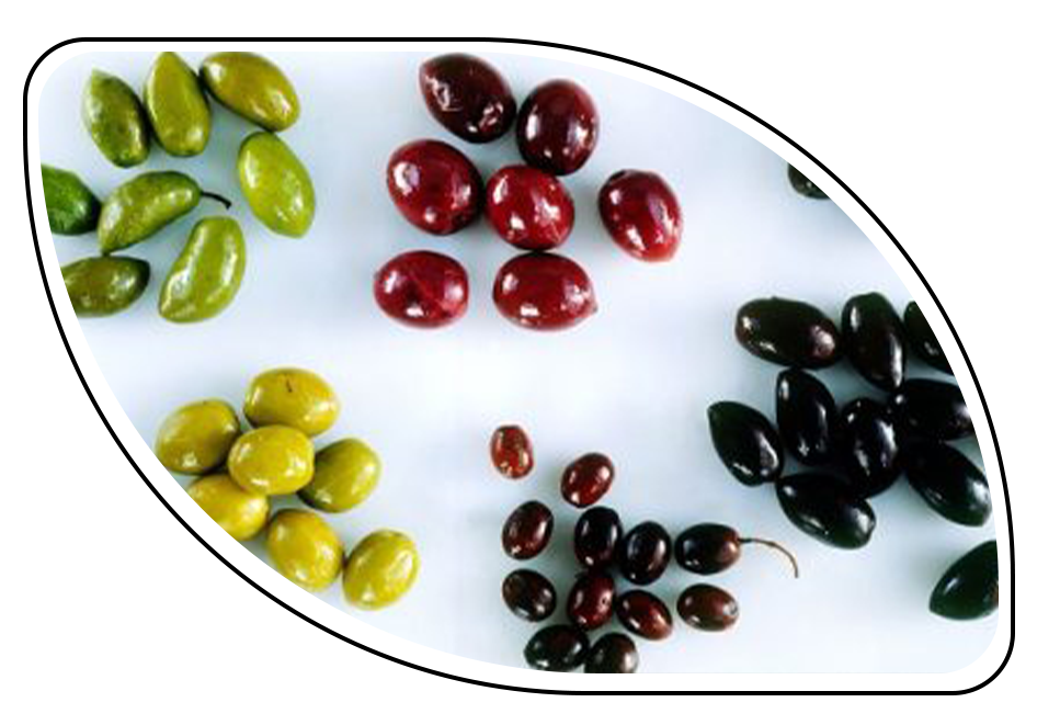 آشنایی با انواع زیتون و کاربرد آن‌ها