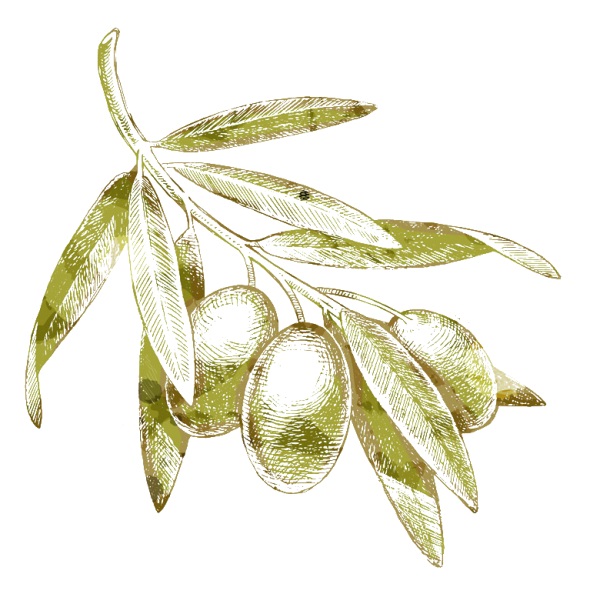 olivepng.parspng.com-7-600x594